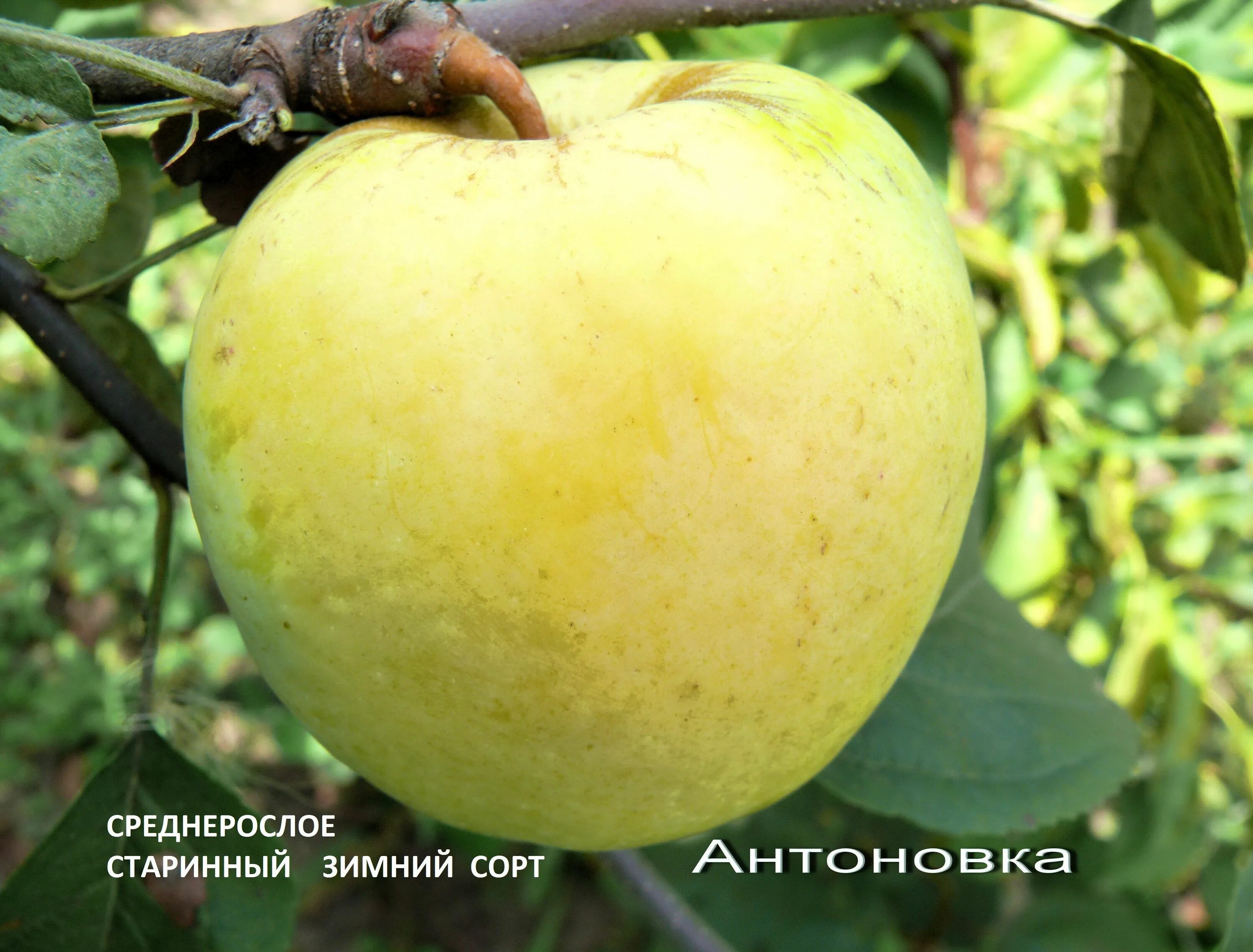 Яблоня антоновка обыкновенная. Яблоня антоновка десертная. Антоновка обыкновенная. Антоновка (сортотип яблони). Яблоня антоновка.