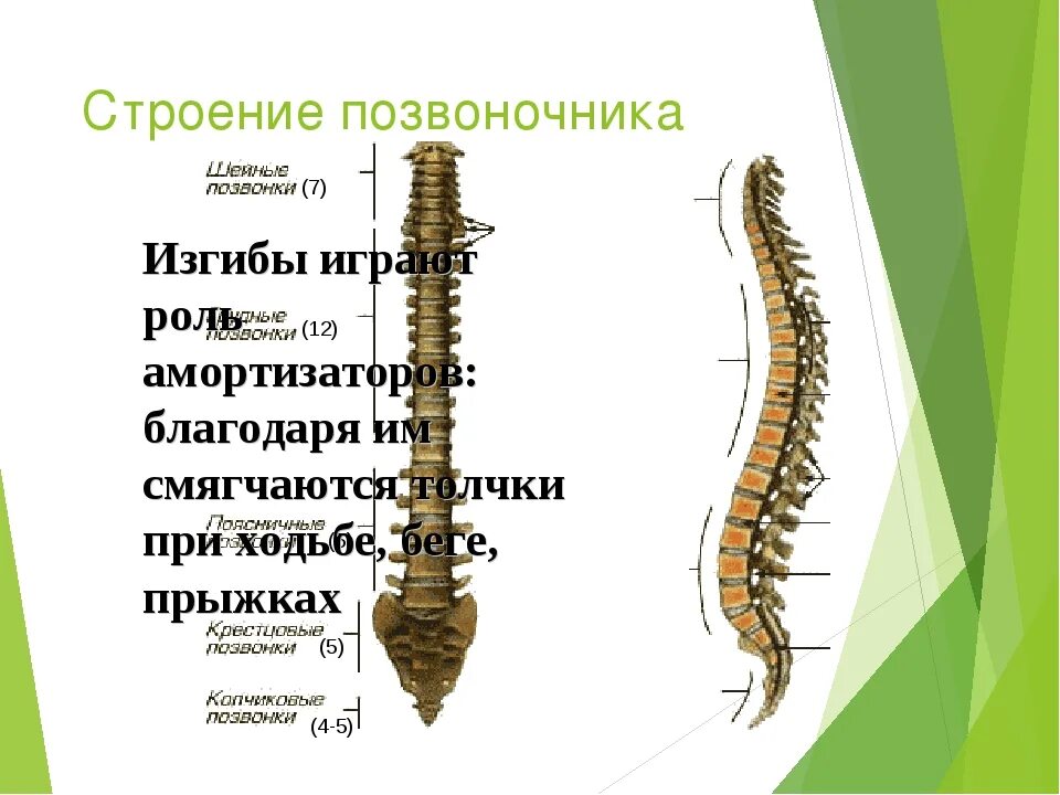 Строение позвоночника. Позвоночник анатомия. Позвоночник строение анатомия. Строение позвоночника и его изгибы.