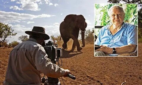 Wildlife documentary