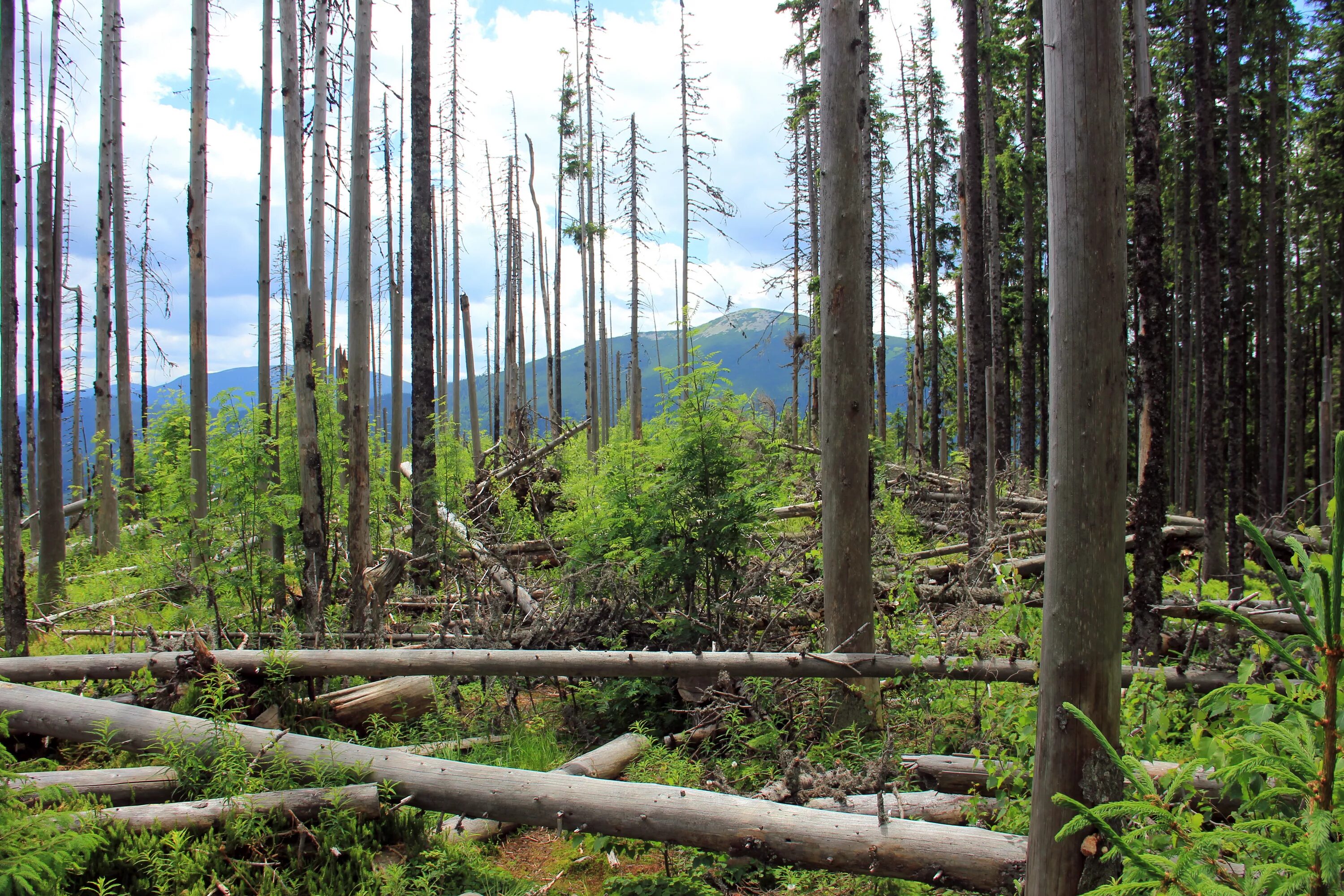 Сухие деревья в лесу. Лесной валежник. Бурелом валежник. Бурелом валежник. Сухостой сосна.