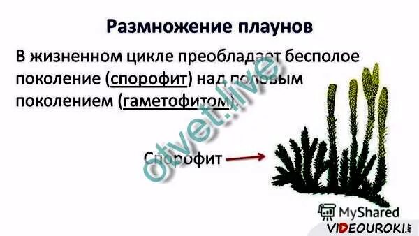 Чем размножаются плауны. Бесполое размножение плаунов. плауны гаметофит и спорофит. вегетативное размножение плаунов. бесполое поколение плауна.