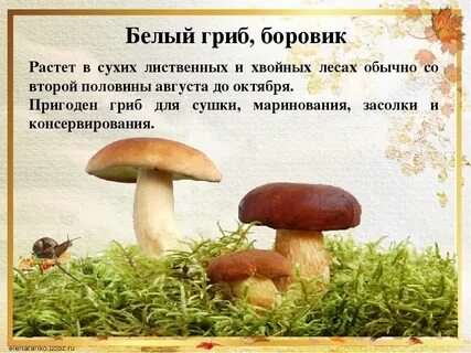 Белый гриб рассказ 3 класс