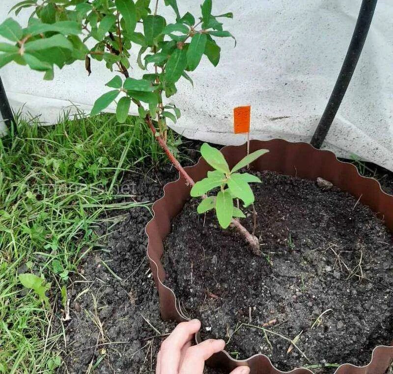Как садить декоративную