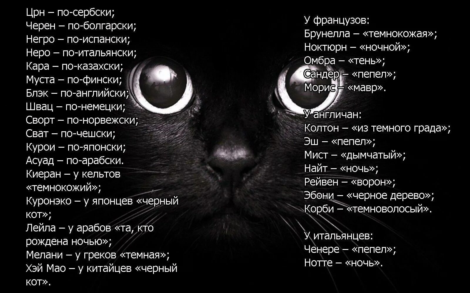 Как можно назвать тома. Имена для котят мальчиков черного цвета. Имена для котят мальчиков редкие и красивые. Как можно назвать черного кота мальчика. Имена доя коров мальчкиов.