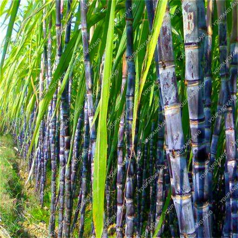 Б сахарный тростник. Saccharum сахарный тростник. Сахарный тростник растение. Saccharum officinarum. Сахарный тростник семена.