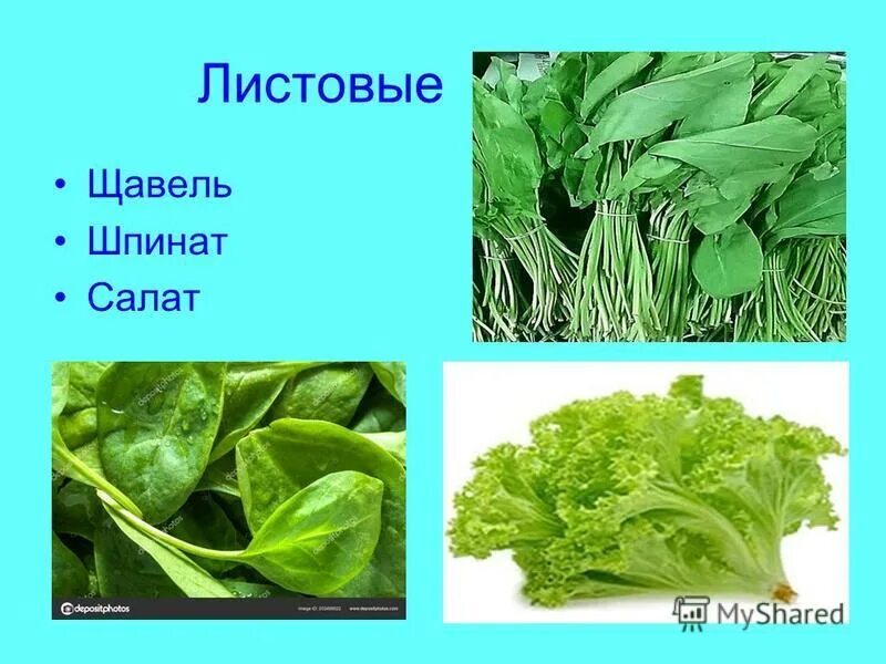 Ракушка и щавель разница. Шпинат щавель кресс салат. петрушка щавель шпинат. щавель кресс салат разница. шпинат это кислятка.
