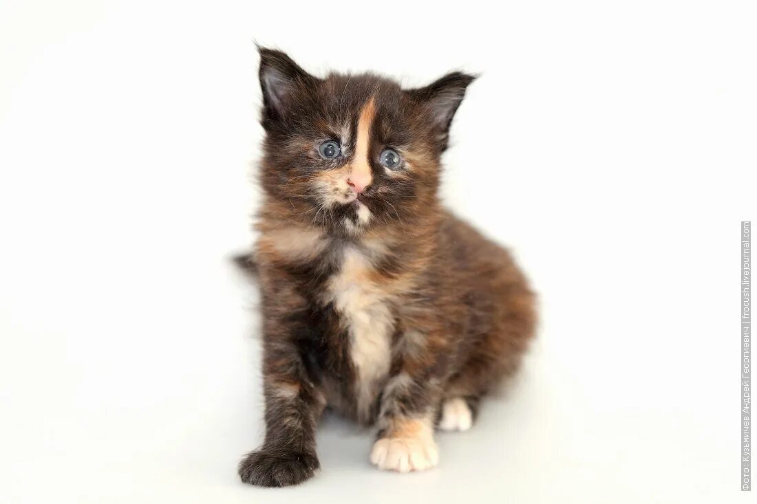 котята мейн куна 1 месяц. котята мейн-кун 1. котята мейн-кун 1. рыжий котенок мейн кун 2 месяца. котенок мейн кун рыжий 1 месяц.