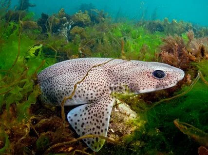 Marine wildlife