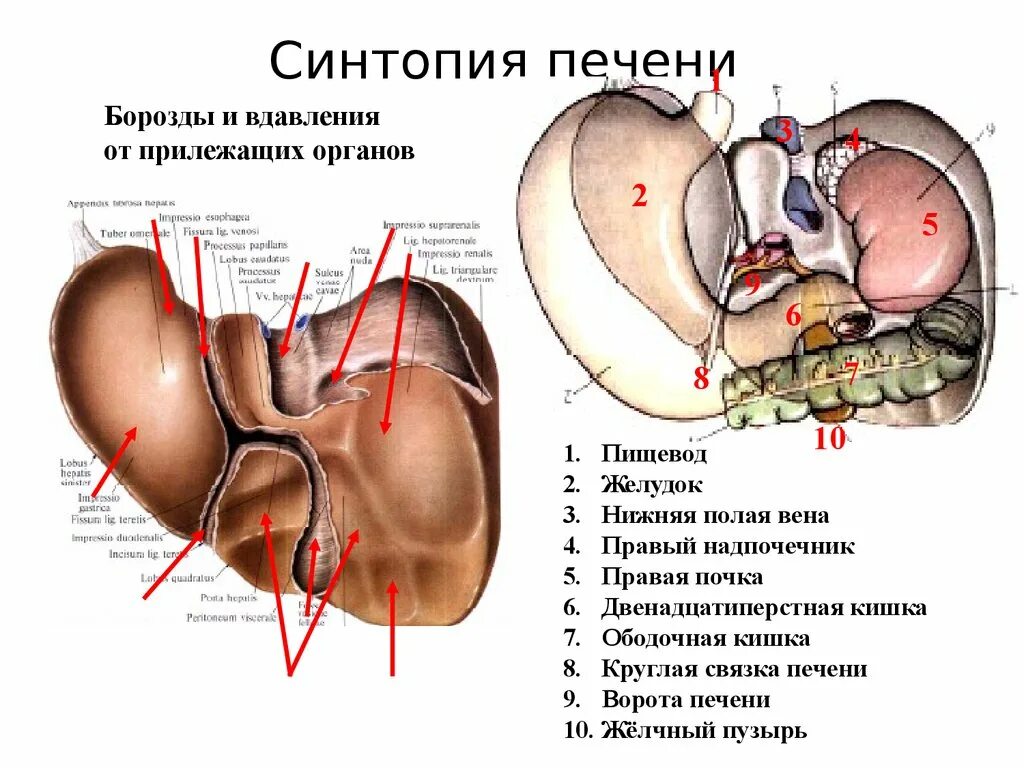 В ворота печени входят. Висцеральная поверхность печени вид снизу синтопия. Сердечное вдавление печени анатомия. Синтопия висцеральной поверхности печени. Вдавления печени на висцеральной поверхности.