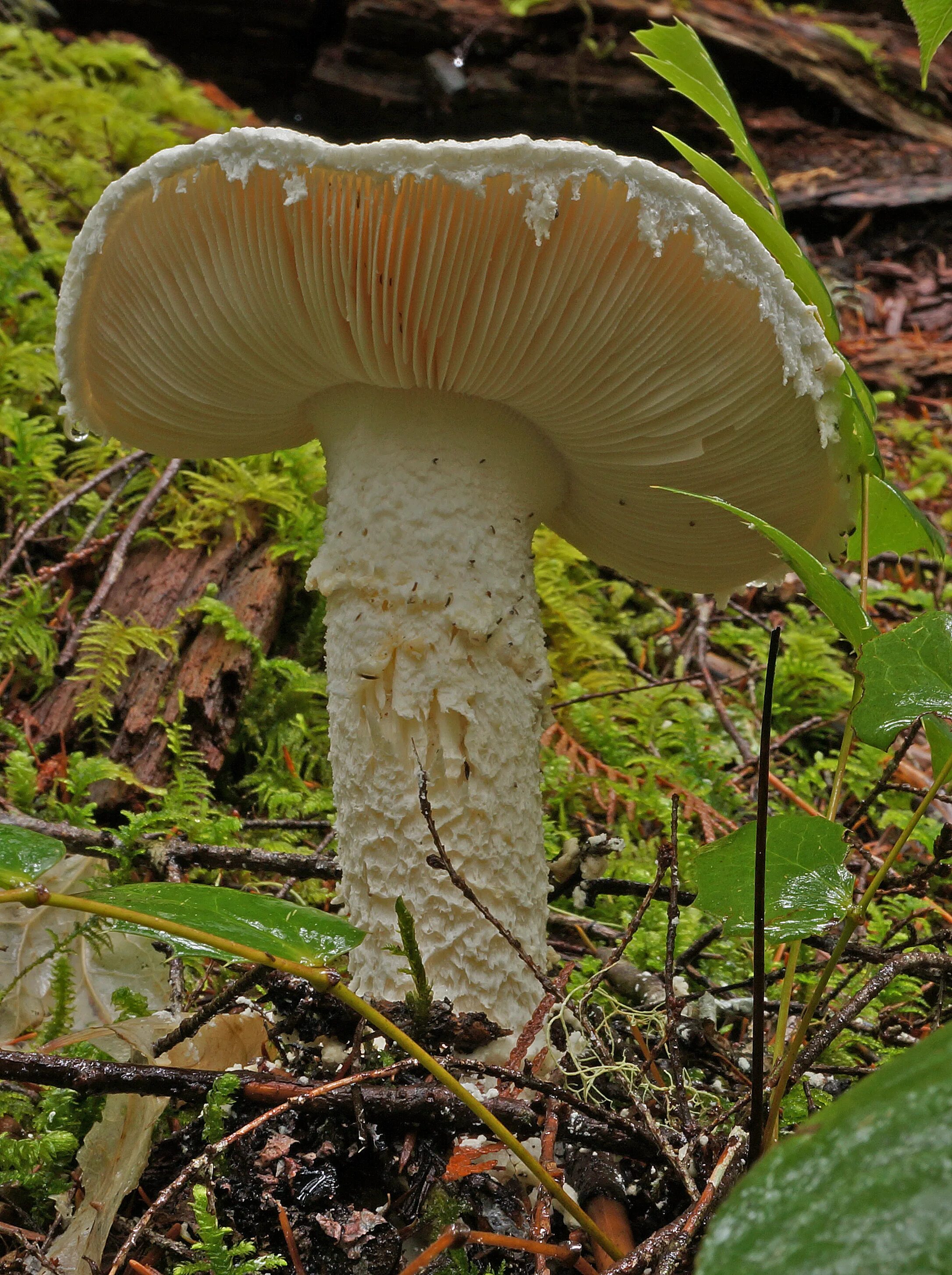 Amanita smithiana