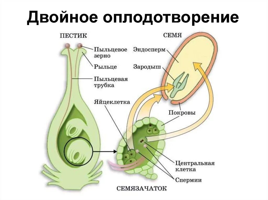 Размножение и оплодотворение растений тест 6 класс. Оплодотворение покрытосеменных растений схема. Двойное оплодотворение у покрытосеменных растений. Двойное оплодотворение у цветковых растений схема 10 класс. Схема двойного оплодотворения у покрытосеменных растений.