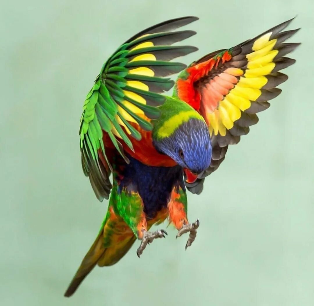 Разноцветное какаду. Лорикет попугай. Многоцветный лорикет попугай. Радужный лорикет. Многоцветный лорикет самка.