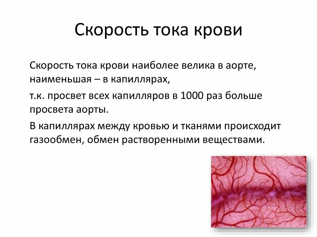 Задержка тока крови латынь. Скорость тока крови. Наименьшая скорость тока крови в. Скорость тока крови в артериях. Скорость тока крови в капиллярах.