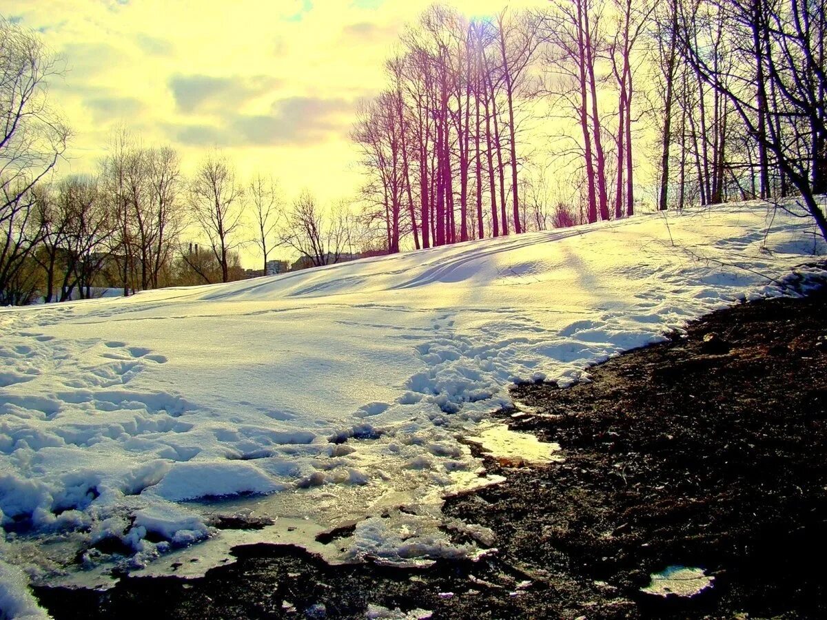 Цветы в снегу. Зима сильнее весны. Зима сильнее весны. Красивые пейзажи ранней весны. Вена в снегу.