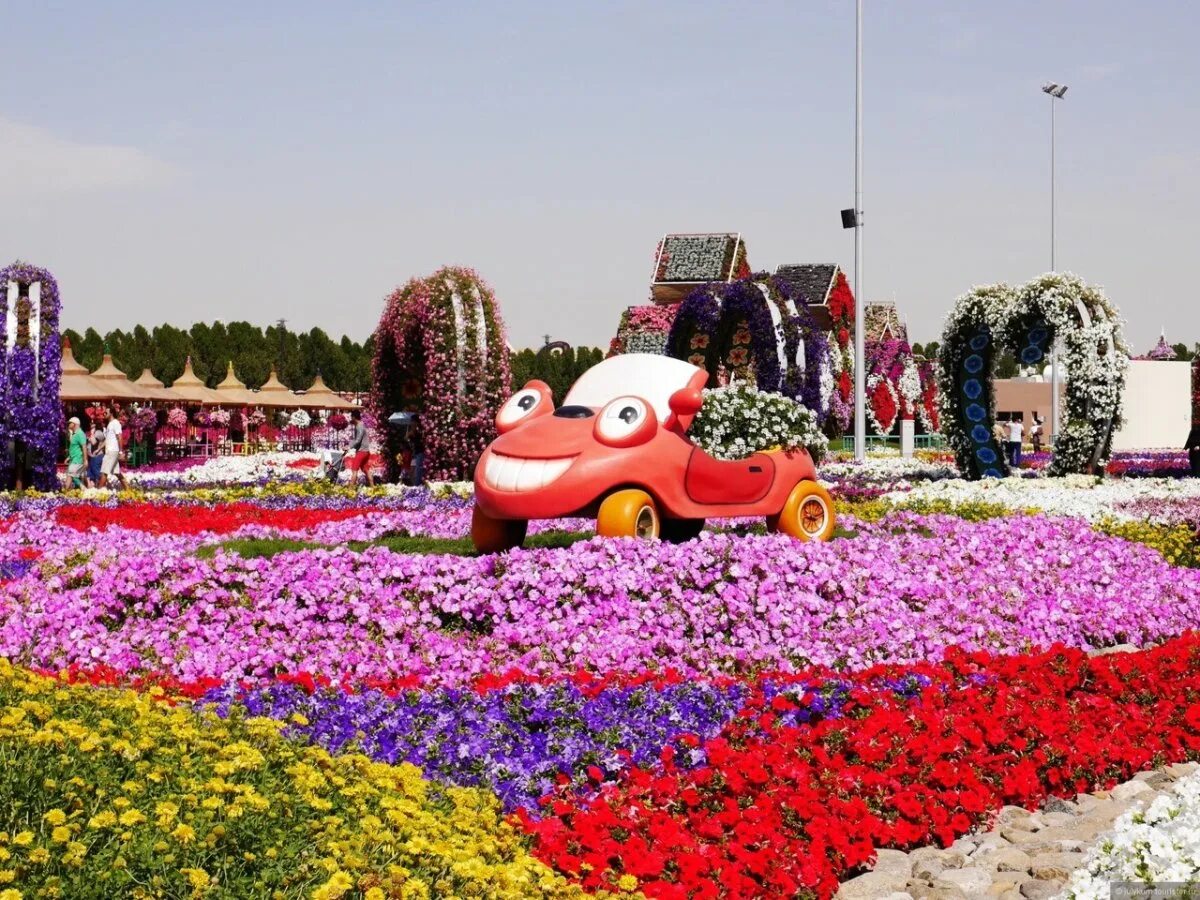 Дубайский парк. Миракл Гарден Дубай. Миракл Гарден парк цветов Дубай. Дубай Молл парк цветов. Парк петуний в Дубае.