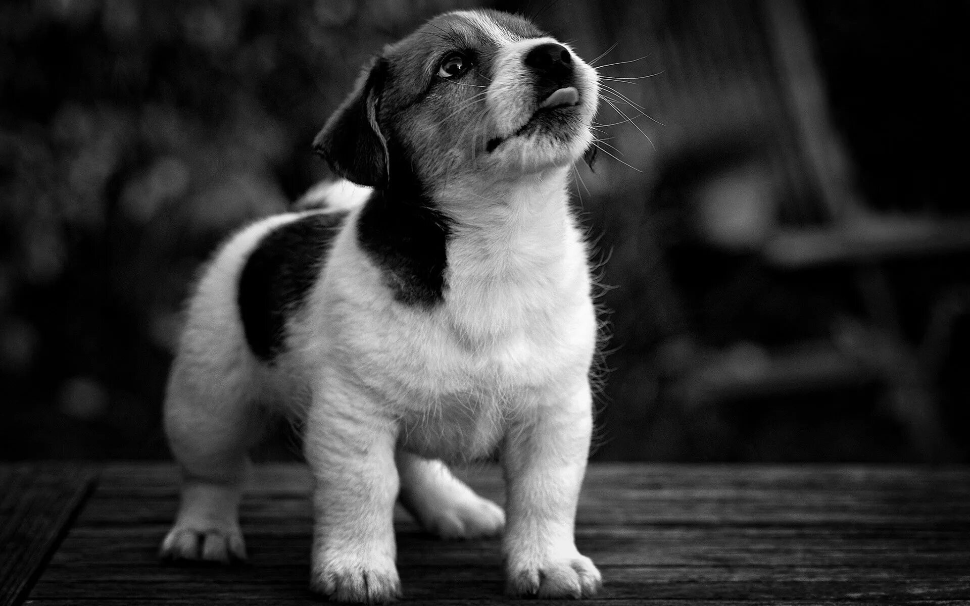 Щенок черно белый. Черно белая собака. Собака черная с белым. Красивые собаки.