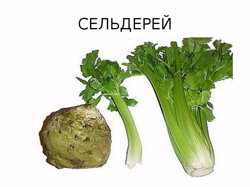 Сельдерей песня лучший в мире. Сельдерей песня лучший в мире