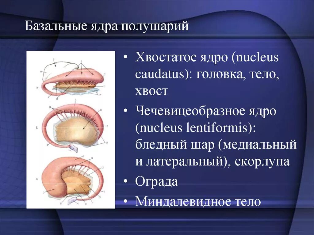 Ядра полушарий большого мозга. Базальные ядра мозга хвостатое. Базальные подкорковые ядра головного мозга. Полосатое тело базальные ядра. Функции ограды базальные ядра.