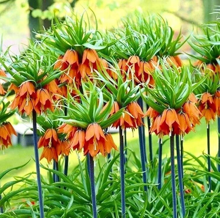 Рябчик императорский (фритиллярия). Рябчик императорский рубра. Рябчик императорский (фритиллярия). Королевский рябчик цветок. Фритиллярия рубра.