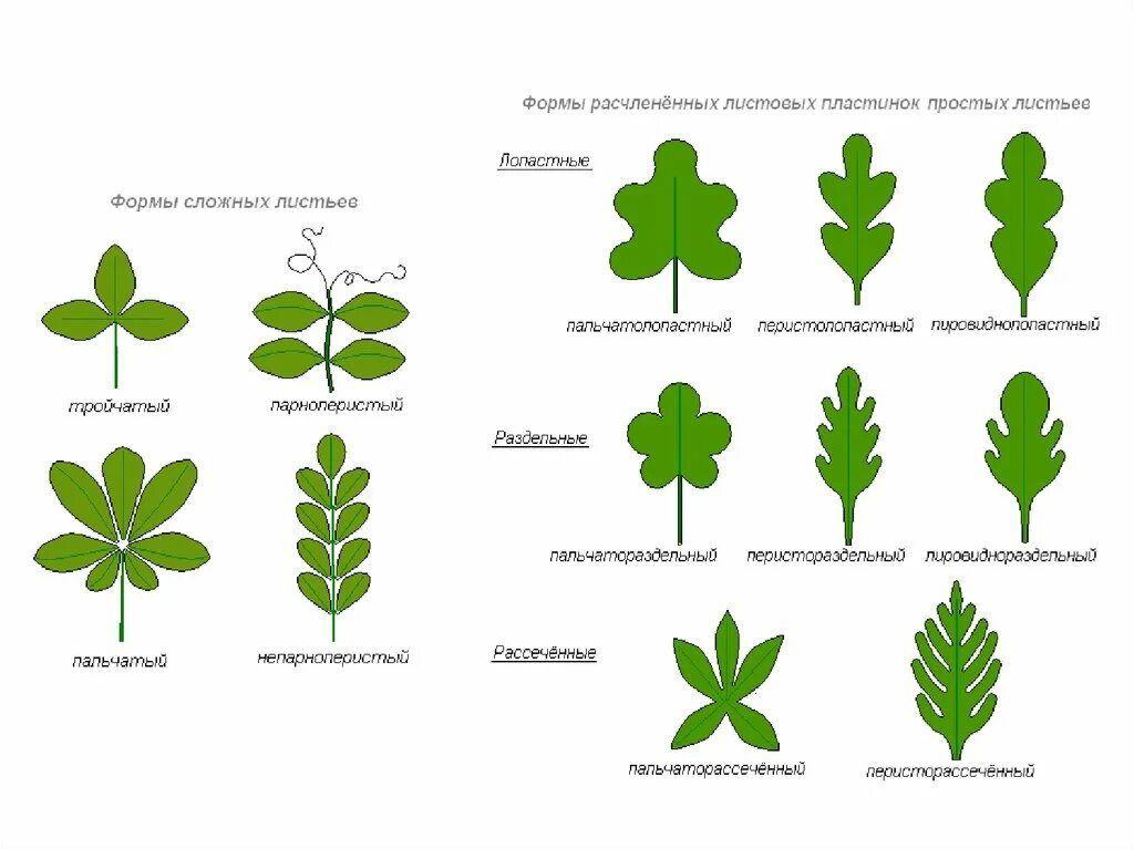 Название растения листья простые. Листья форма края листовой пластинки. Форма листовой пластинки схема. Форма расчленения листовой пластинки. Тип листовой пластинки сложного листа.