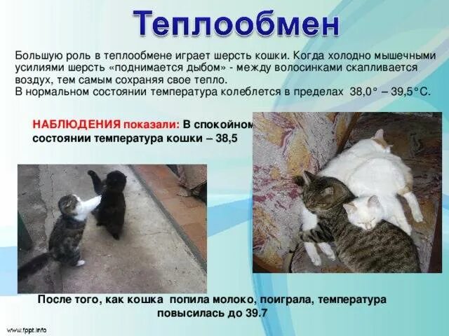 Может ли быть у кошки температура. Температура кошек. теплообмен кошки. теплообмен котенок. как определить температуру у кота.