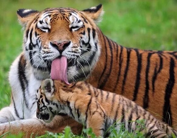 Siberian tiger Felin, Tigre de sibérie, Lynx du canada