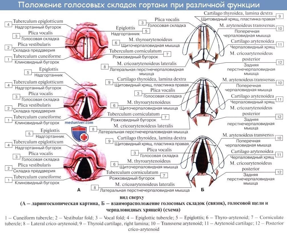 Большие половые губы норма. Голосовая щель анатомия латынь. Голосовая складка гортани анатомия. Строение голосовых складок. Положение голосовых связок при различных функциональных состояниях.