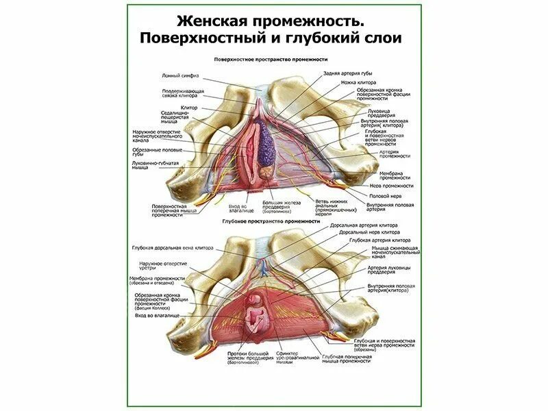 Строение женской промежности (62 фото)