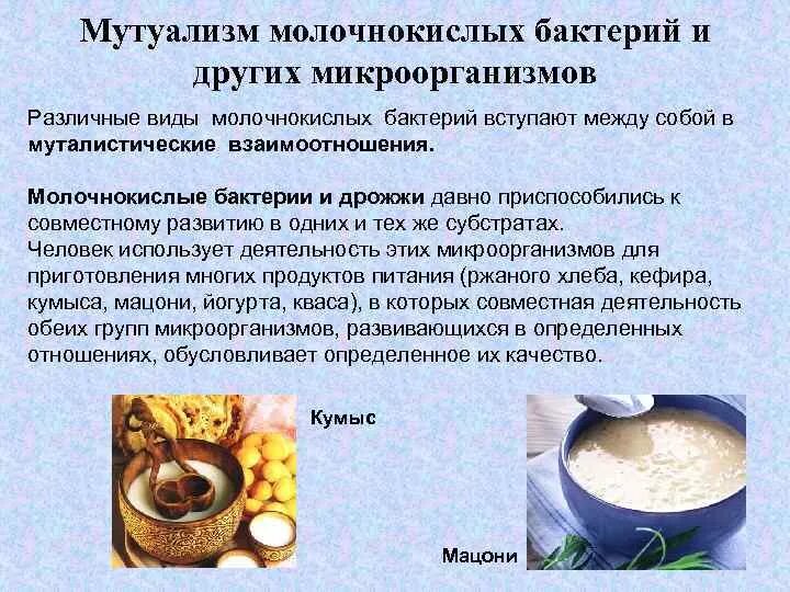 Молочнокислые бактерии и дрожжи. Бактерии в кисломолочных продуктах. Формы молочнокислых бактерий. Бактерии в производстве кисломолочных продуктов. Дрожжи используются человеком для производства кисломолочных