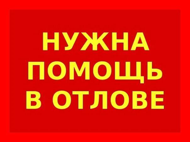 Вам нужна помощь. Помогите с отловом кошек. нужна помощь руками. нужна помощь собаке.