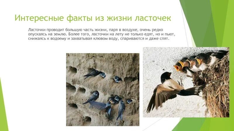 Ласточка птица описание. Ласточка информация для детей. Интересные факты о ласточках. Интересные факты о ласточках. Описание ласточки.