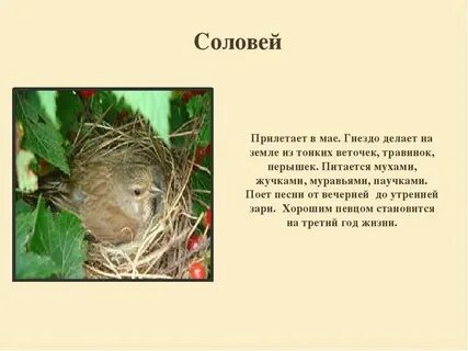 Где соловей