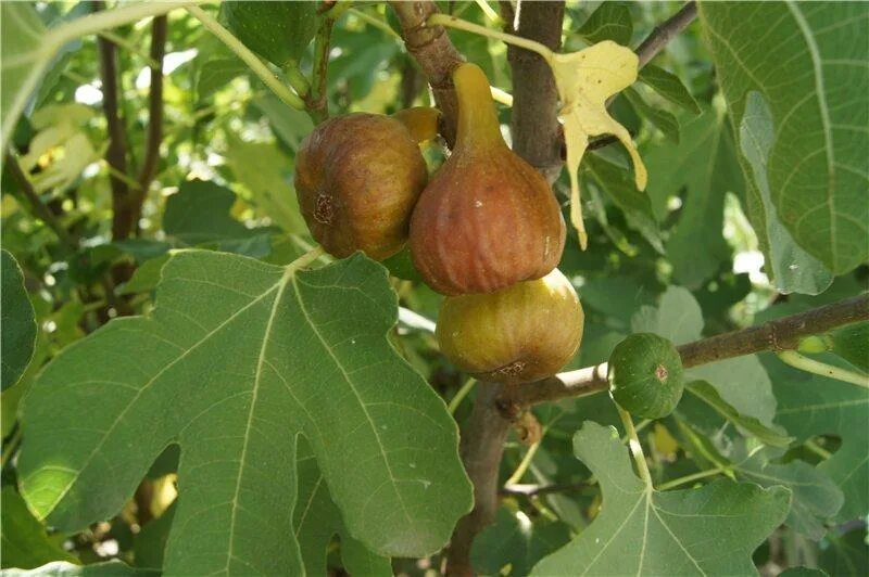 Инжир брожиотто неро. Край инжир. Инжир фиговое дерево. Инжир фиговое дерево. Инжир кубанский.