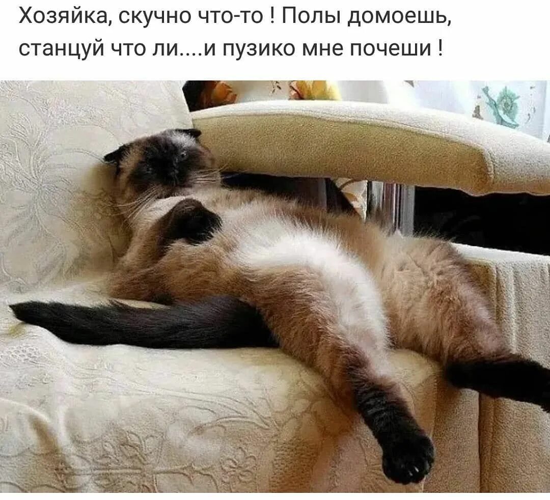 Почему жизнь скучная. Кот думает что я живу у него. Кошки юмор. Коту скучно. Мой кот думает что я живу у него.