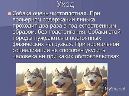 Хаски текст