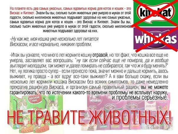 Можно ли давать кошачий корм. Опасные корма для кошек. что нельзя давать кошкам. запрещённые корма для кошек. чем нельзя кормить кошек.
