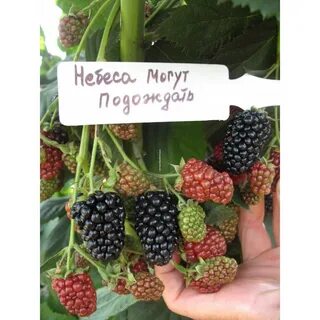 Ежевику небеса могут