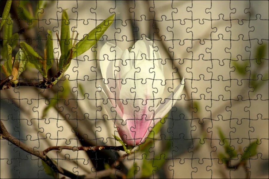 Magnolia