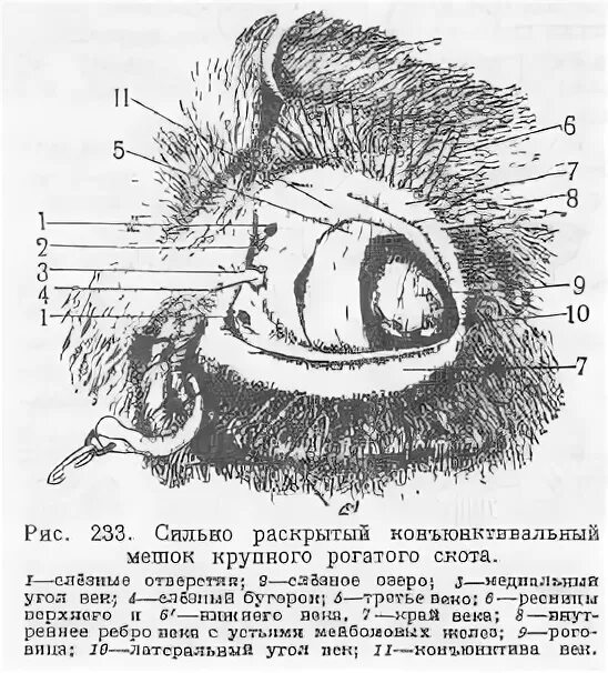 Строение носослезного канала у собак. Строение глаза коровы. Строение глаза животных анатомия. Слезная железа у собак