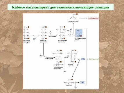 Роль ферментов в фотосинтезе