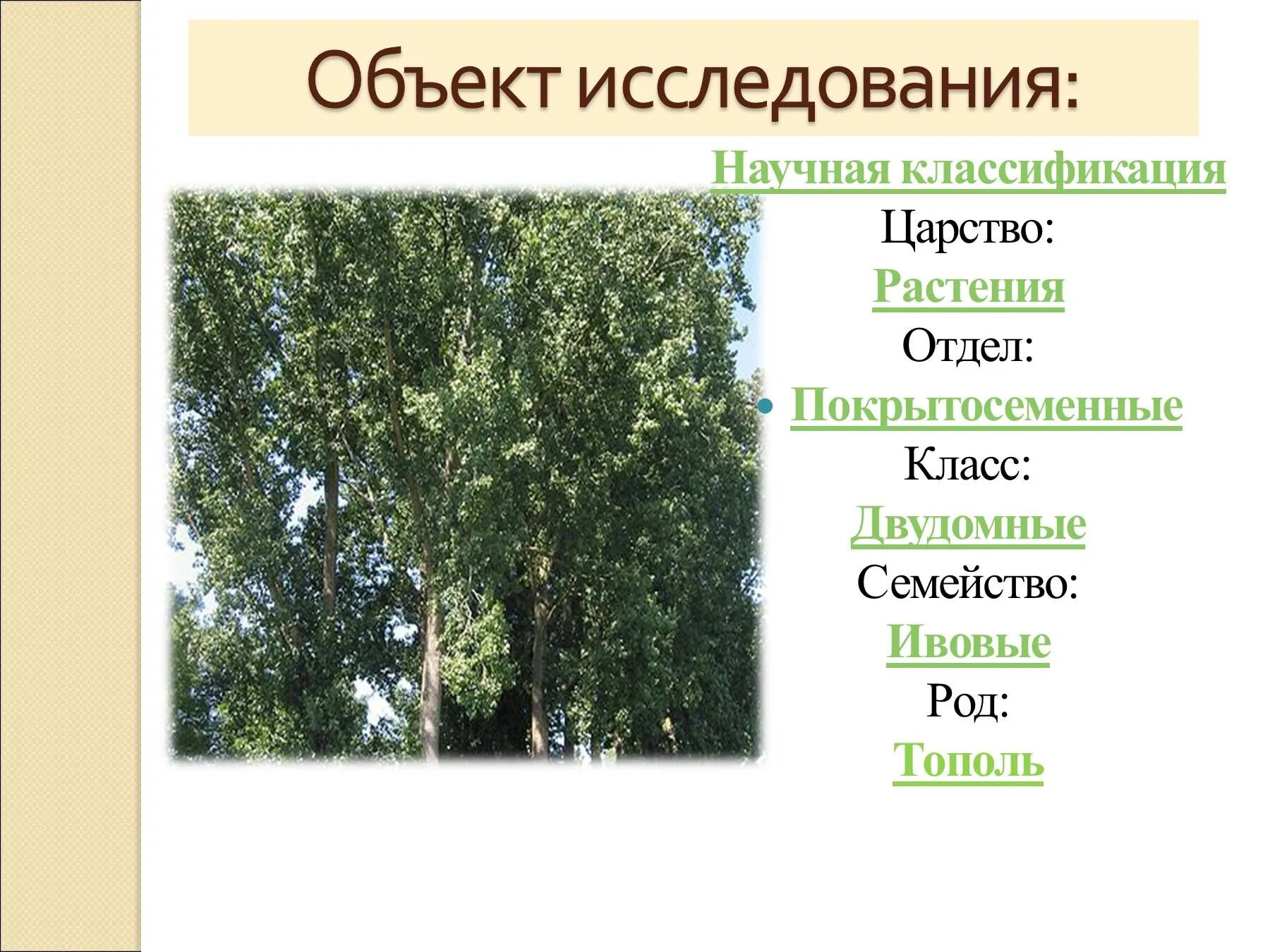 Род Тополь семейство ивовые. Классификация тополя. Тополь систематика растения. Тополь семейство род вид. Тополь множественное