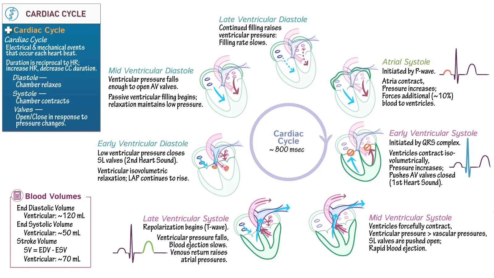 It is enough to know. Cardiac Cycle Physiology. Electrical events of the Cardiac Cycle. Cardiac arreтребования для макета стори. Draw it to know it Heart.