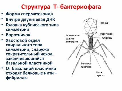 Укажите структуры бактериофага