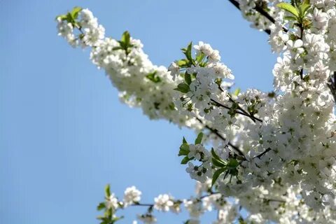 Весной цвету летом