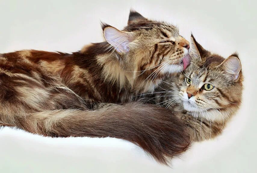 Сколько длится течка у мейн кунов. Коты мейн куны. мейн кун полидакт. котята мейн кун полидакт. 2 мейн куна.