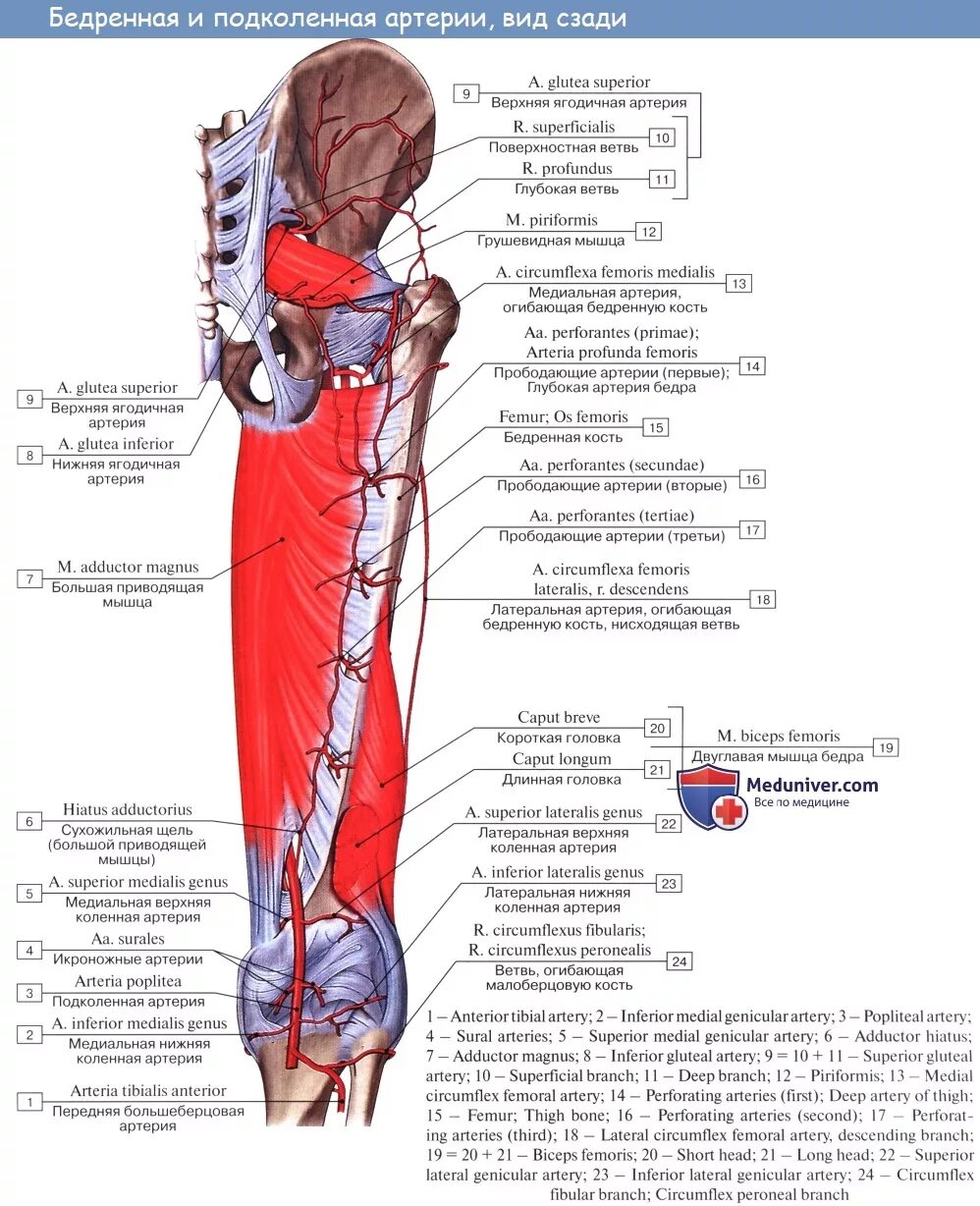 Латеральная артерия огибающая бедренную кость. Медиальная и латеральная артерия бедра. Верхняя медиальная подколенная артерия. Ветви артерии femoralis. Статья артерия жизни по дну чего