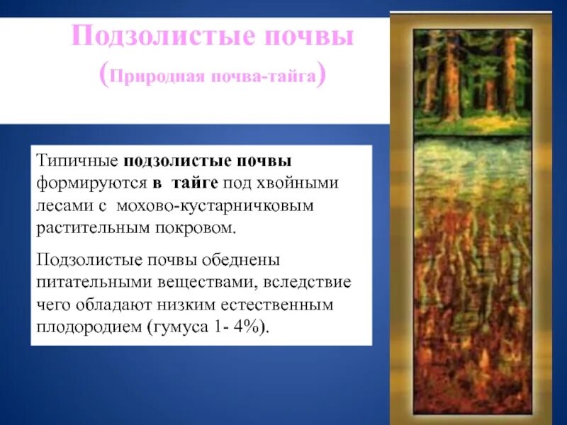 Плодородность подзолистых почв. Дерново-подзолистые плодородие. Растительный мир подзолистых почв. Подзолистые почвы растительность.