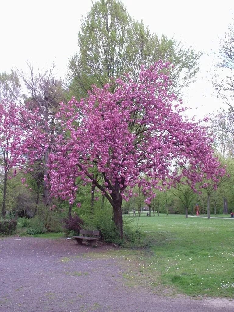 Сакура в подмосковье. Сакура Канзан. Вишня мелкопильчатая Сакура. Вишня мелкопильчатая. Вишня мелкопильчатая Канзан.