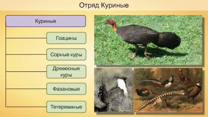К какому отряду куриных