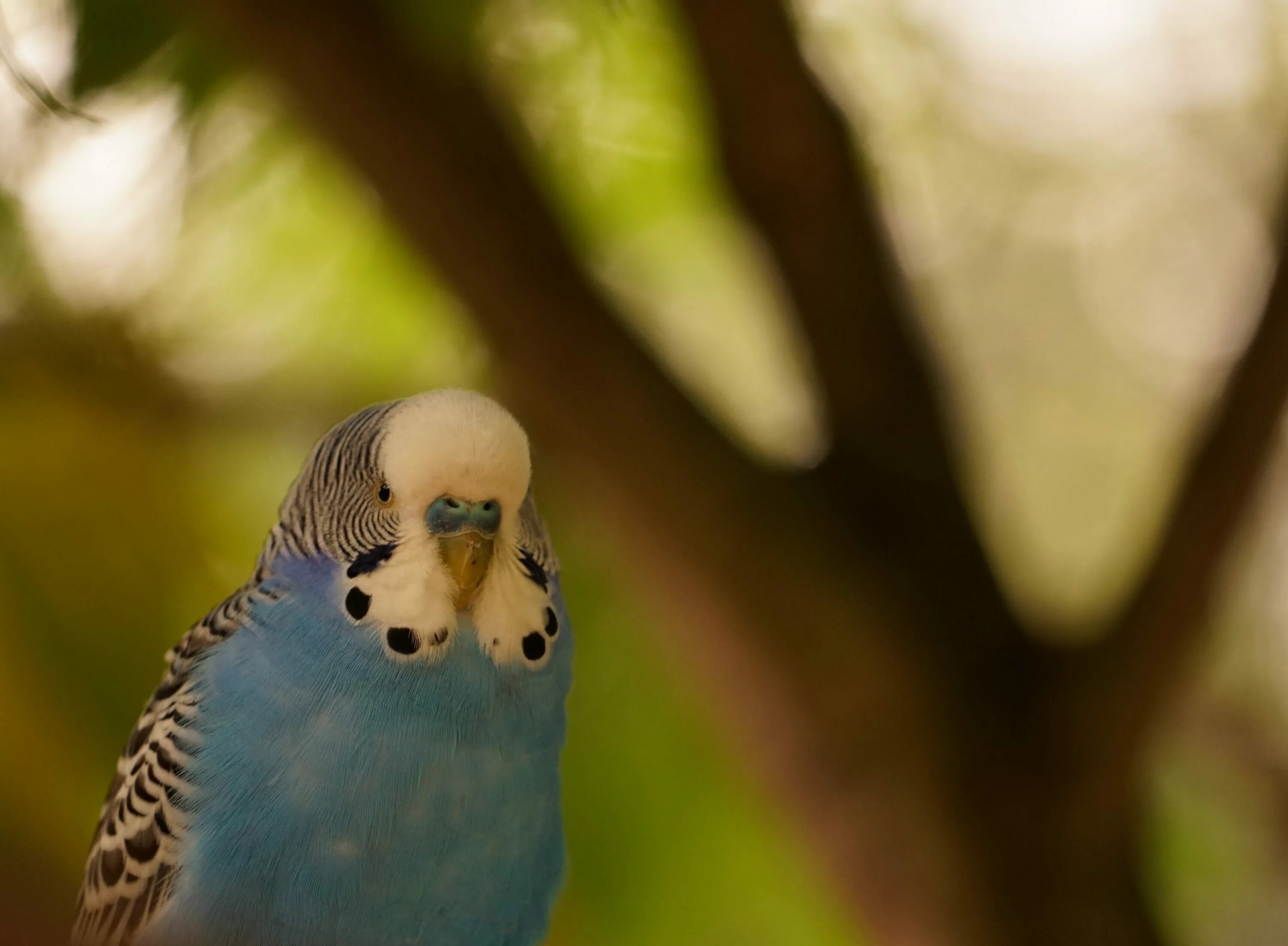 Восковица самки волнистого попугая. Волнистый попугай лютино. Попугай клюв анфас. Восковица у волнистого. Восковица самочки волнистого попугая.